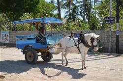 Paard en wagen