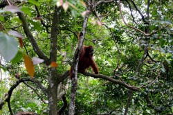 Bukit Lawang