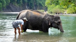 Tangkahan